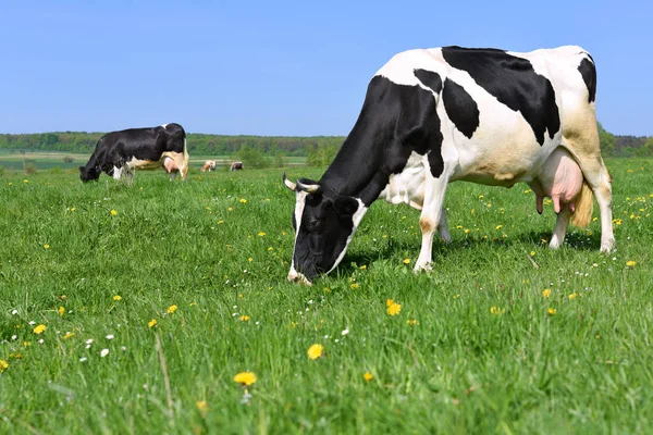 Las Vacas Pasto Verano — Foto de Stock