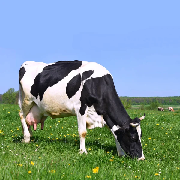 Kuh Auf Einer Sommerweide — Stockfoto