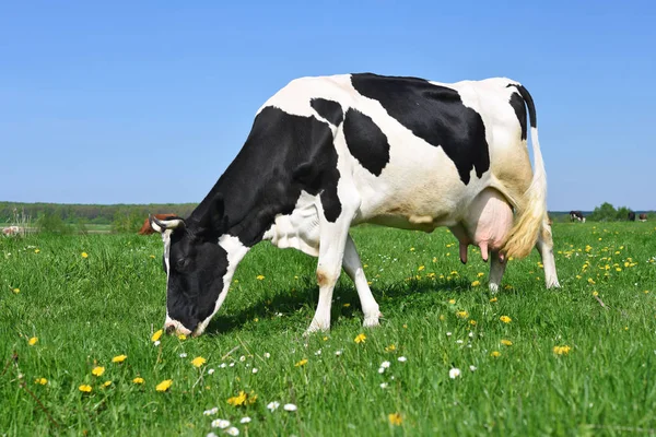 Koe Een Zomerweide — Stockfoto