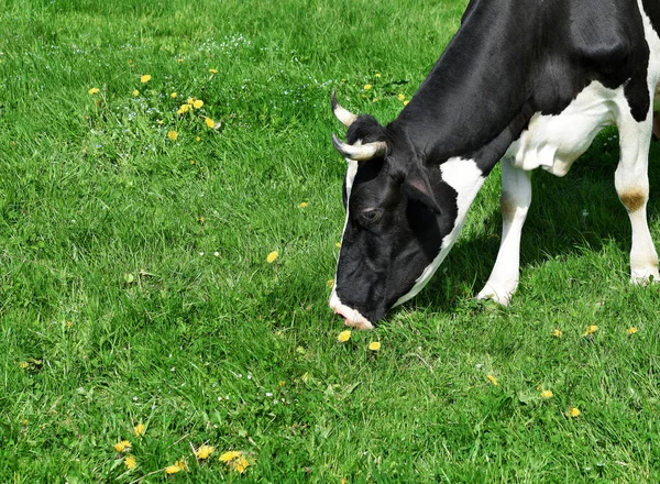 Vaca Pasto Verão — Fotografia de Stock