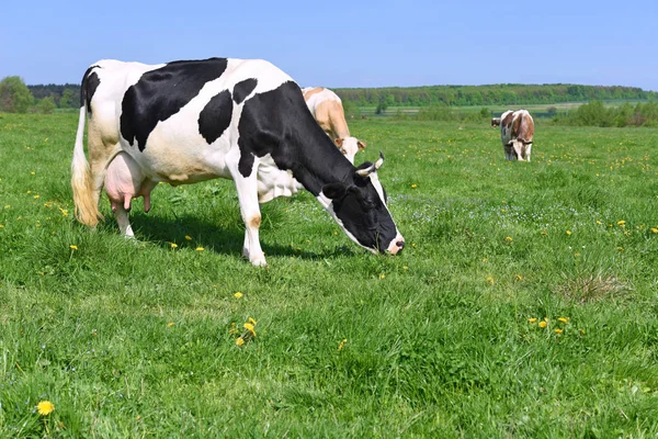 Las Vacas Pasto Verano — Foto de Stock