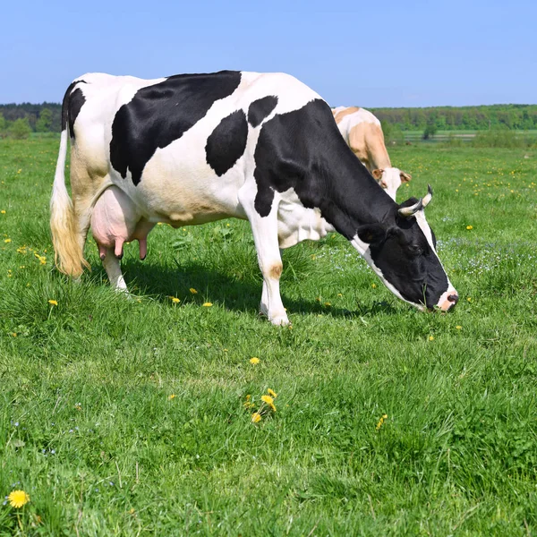 Koeien Een Zomerweide — Stockfoto