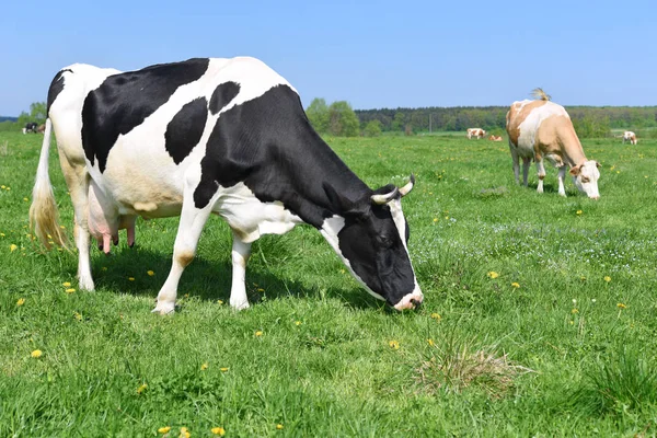 Vacas Pasto Verão — Fotografia de Stock