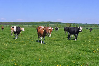 Yaz otlağında inekler