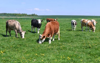 Yaz otlağında inekler