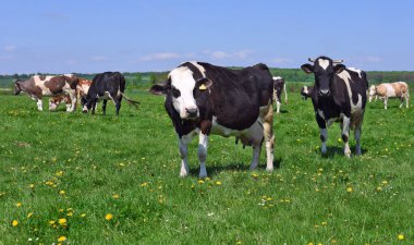 Yaz otlağında inekler