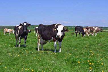 Yaz otlağında inekler