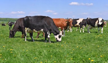Yaz otlağında inekler