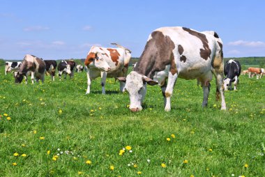 Yaz otlağında inekler
