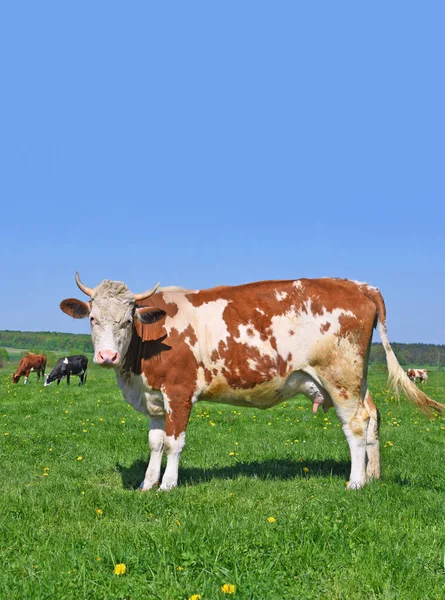 Vaca Pasto Verão — Fotografia de Stock