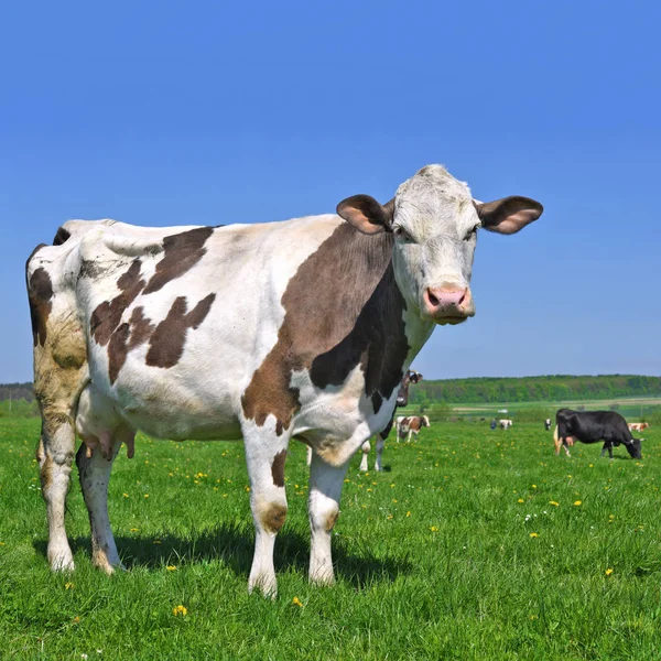 Kuh Auf Einer Sommerweide — Stockfoto