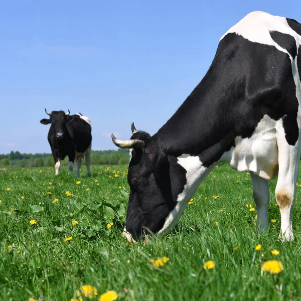 Las Vacas Pasto Verano — Foto de Stock