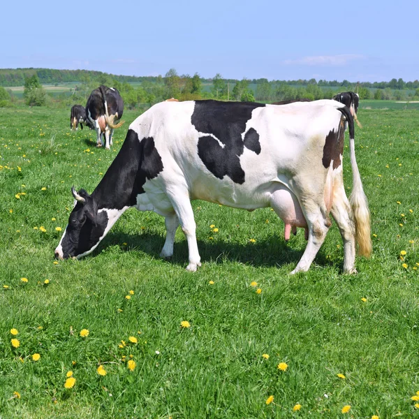 Yaz Otlağında Inekler — Stok fotoğraf