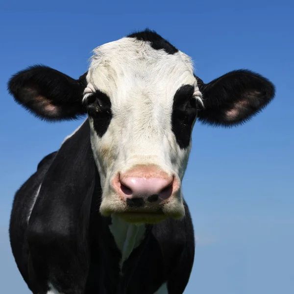 Tête Vache Contre Ciel — Photo