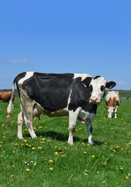 Cows Summer Pasture — Stock Photo, Image