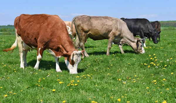 Las Vacas Pasto Verano —  Fotos de Stock