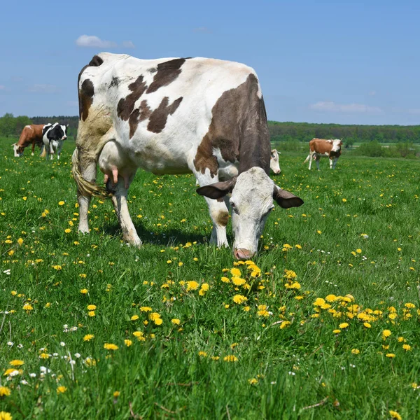 Las Vacas Pasto Verano —  Fotos de Stock