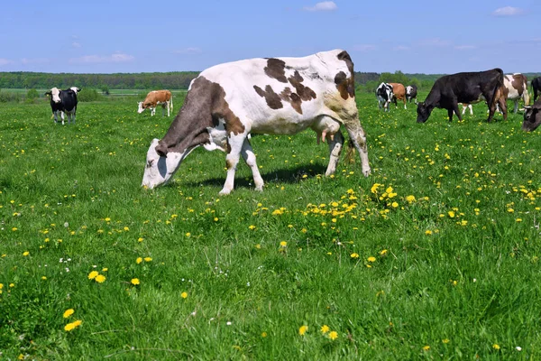 Las Vacas Pasto Verano — Foto de Stock