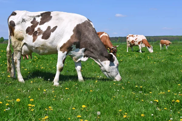 Vacas Pasto Verão — Fotografia de Stock