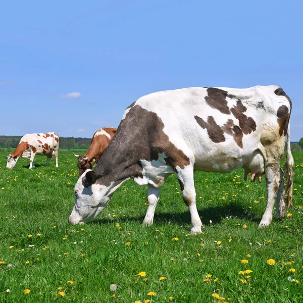 Tehenek Nyári Legelőn — Stock Fotó