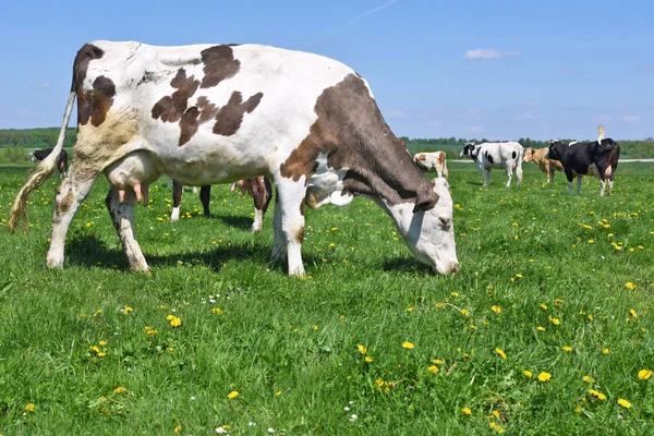 Las Vacas Pasto Verano —  Fotos de Stock