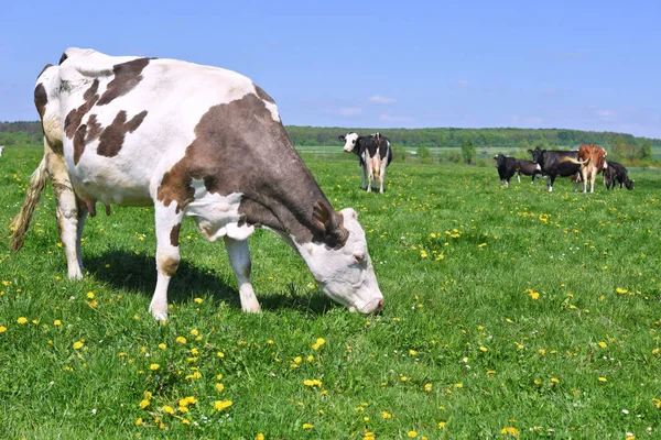 Las Vacas Pasto Verano — Foto de Stock