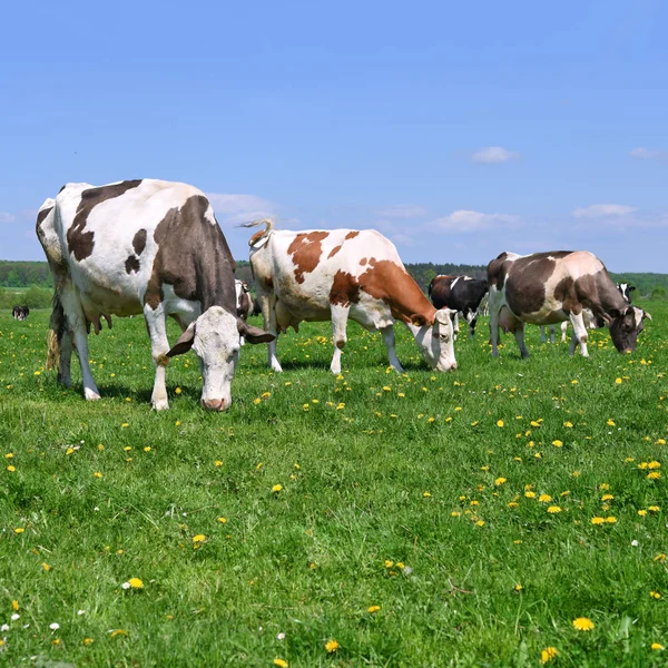 Koeien Een Zomerweide — Stockfoto