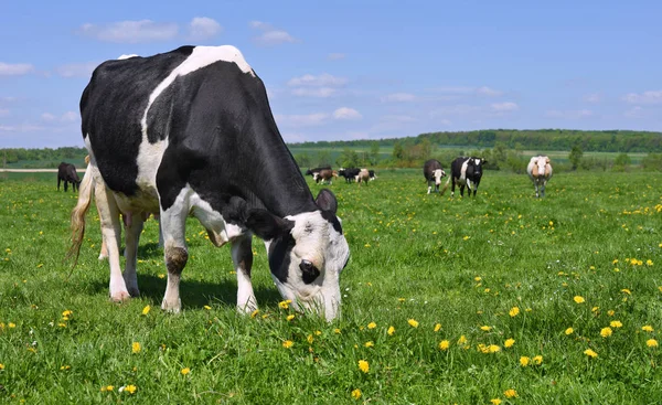 Kühe Auf Einer Sommerweide — Stockfoto
