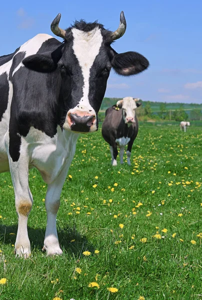 Koeien Een Zomerweide — Stockfoto