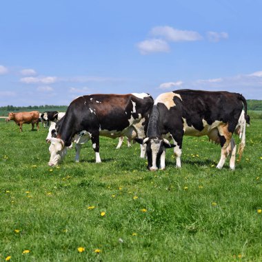Yaz otlağında inekler