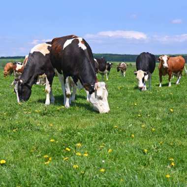 Yaz otlağında inekler
