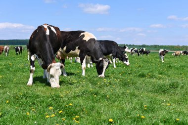 Yaz otlağında inekler