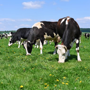 Yaz otlağında inekler