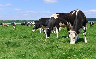 Yaz otlağında inekler