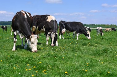 Yaz otlağında inekler