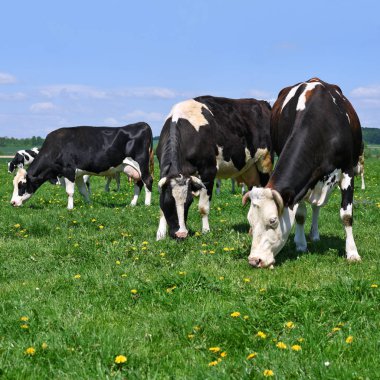 Yaz otlağında inekler