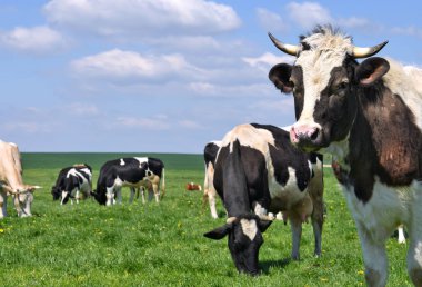 Yaz otlağında inekler