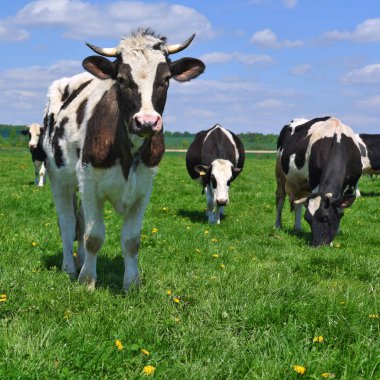 Yaz otlağında inekler