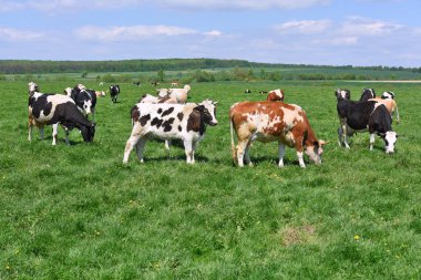 Yaz otlağında inekler