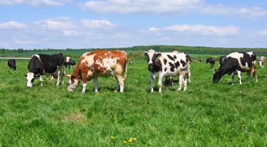 Yaz otlağında inekler