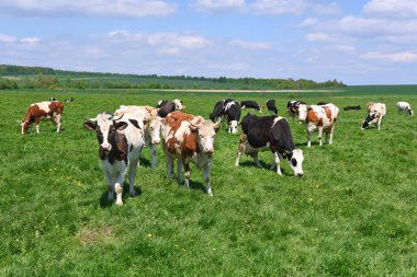 Yaz otlağında inekler