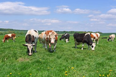 Yaz otlağında inekler