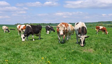 Yaz otlağında inekler