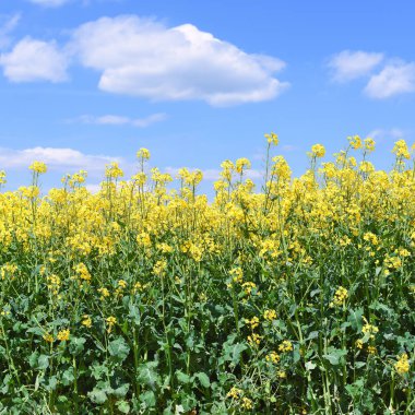 Tecavüz kırsal peyzaj