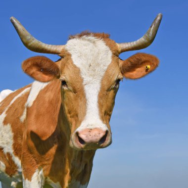 gökyüzü bir inek başkanı