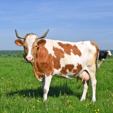 Yaz otlağında inek