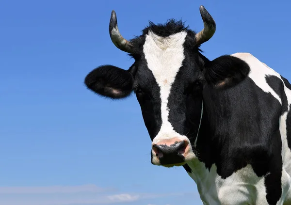 Cabeça Vaca Contra Céu — Fotografia de Stock