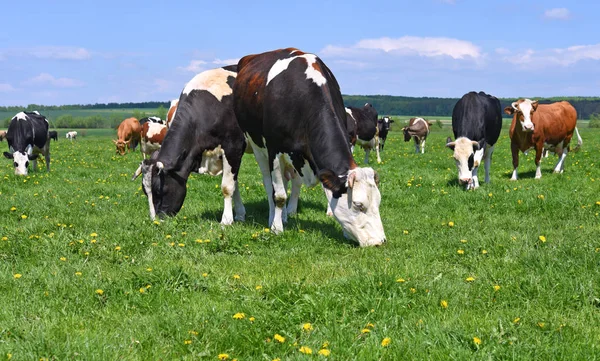 Kühe Auf Einer Sommerweide — Stockfoto