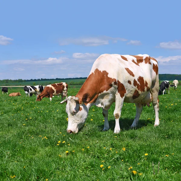 Tehenek Nyári Legelőn — Stock Fotó