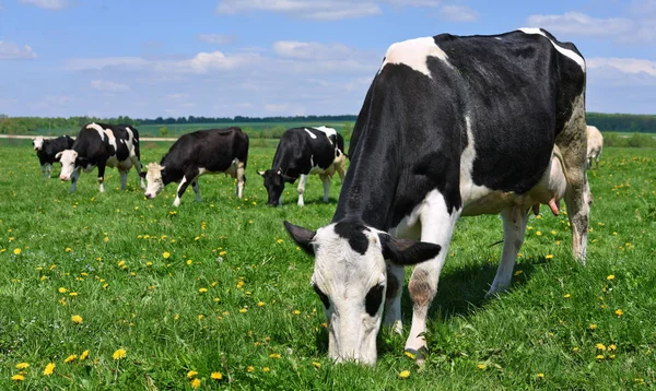 Las Vacas Pasto Verano —  Fotos de Stock